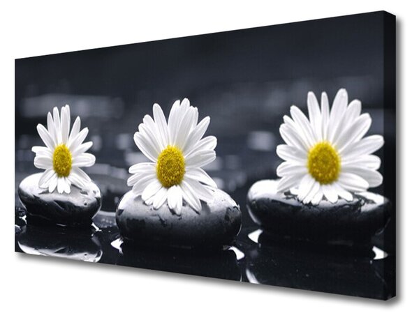 Obraz na plátne Sedmokráska kamene rastlina 100x50 cm