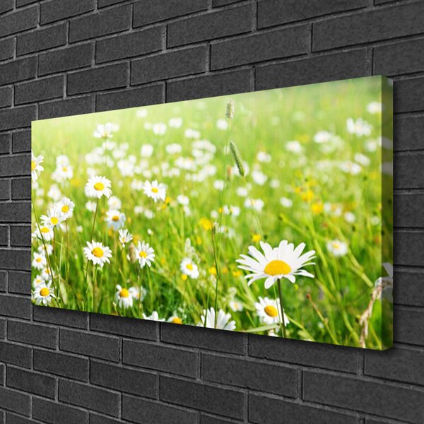 Obraz na plátne Lúka sedmokrásky príroda 100x50 cm
