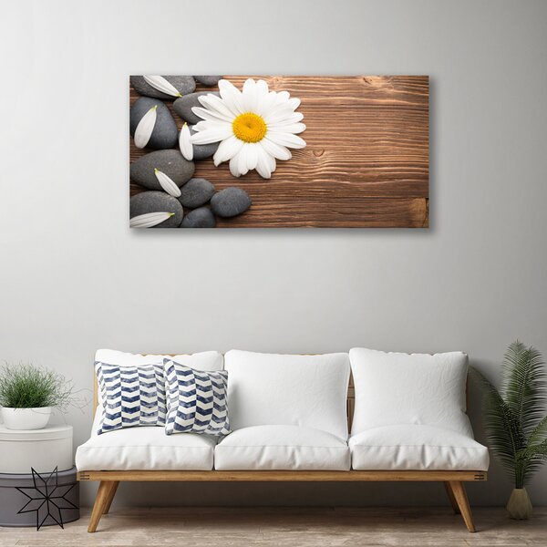Obraz Canvas Sedmokráska kamene rastlina 100x50 cm