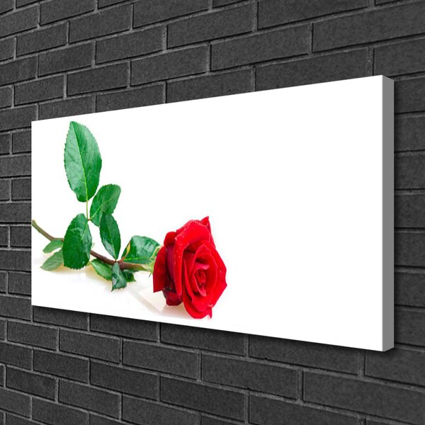 Obraz Canvas Ruže kvet rastlina 100x50 cm