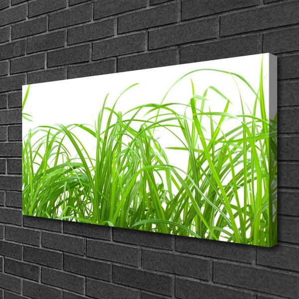Obraz Canvas Tráva rastlina príroda 100x50 cm