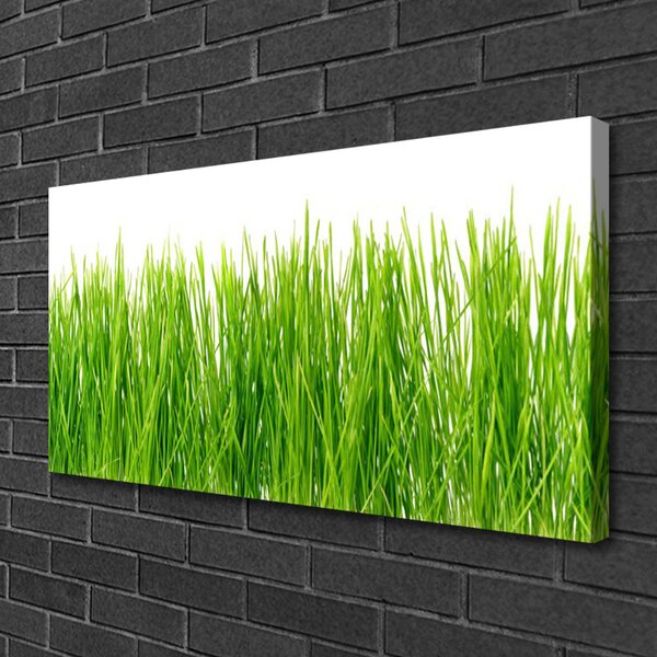 Obraz Canvas Tráva rastlina príroda 100x50 cm
