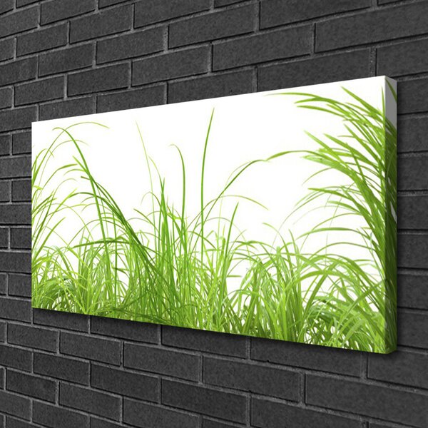 Obraz Canvas Tráva rastlina príroda 100x50 cm