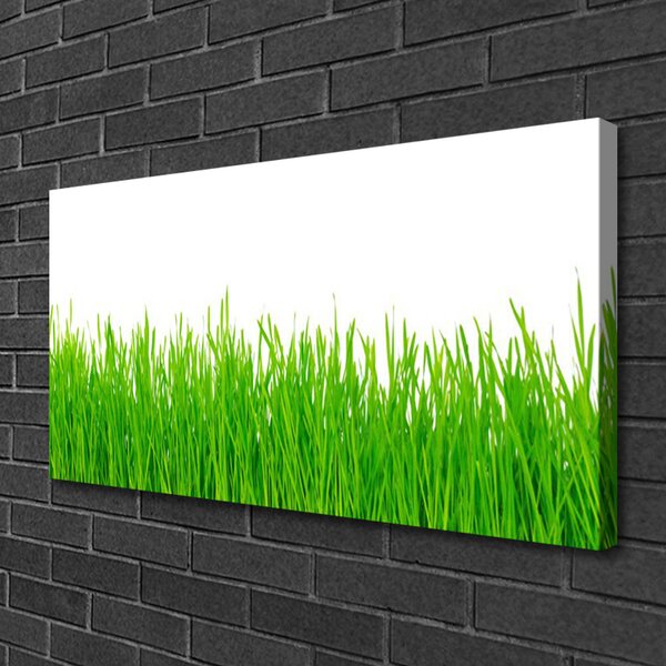 Obraz Canvas Tráva rastlina príroda 100x50 cm