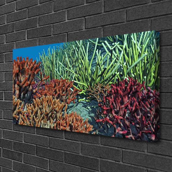 Obraz Canvas Koralový útes príroda 100x50 cm