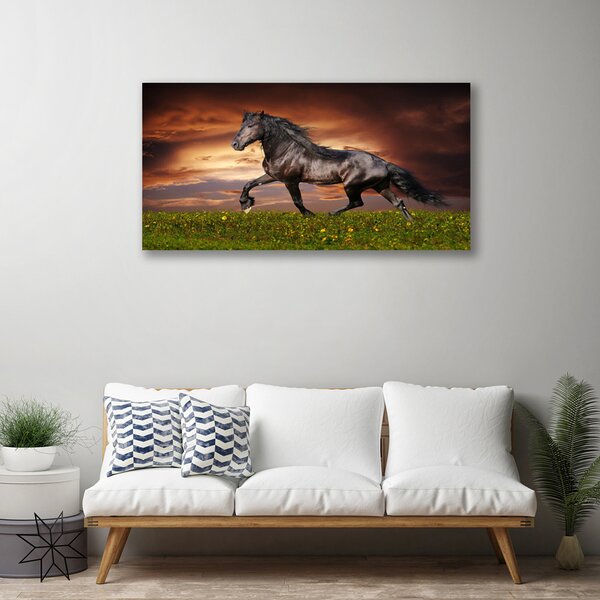 Obraz na plátne Čierny kôň lúka zvieratá 100x50 cm