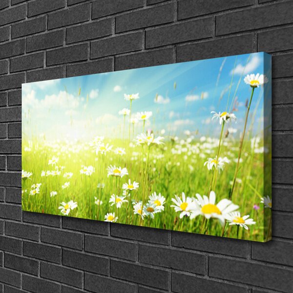 Obraz na plátne Lúka sedmokrásky príroda 100x50 cm