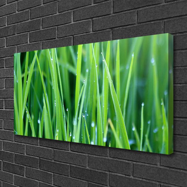 Obraz Canvas Tráva kvapky rastlina príroda 100x50 cm