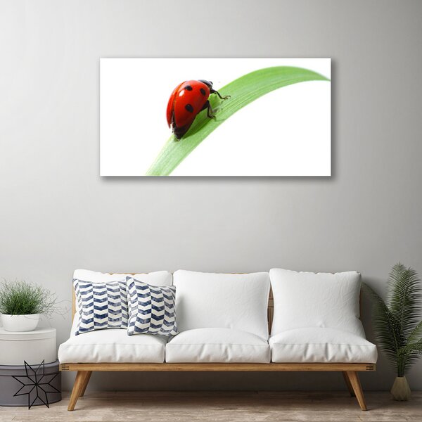 Obraz Canvas Lienka list príroda 100x50 cm