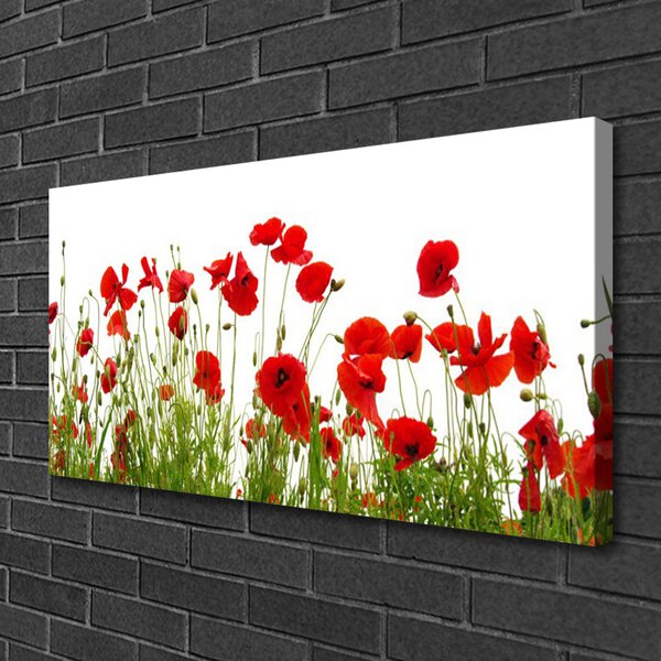 Obraz Canvas Maky kvety príroda 100x50 cm