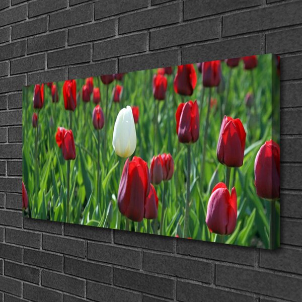 Obraz Canvas Tulipány kvety príroda 100x50 cm