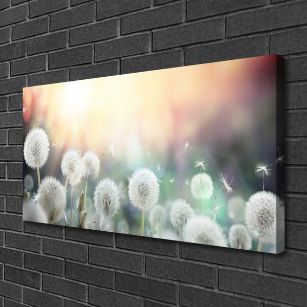 Obraz Canvas Púpavy kvety príroda 100x50 cm