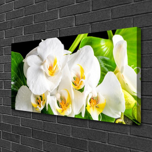 Obraz Canvas Orchidea kvety príroda 100x50 cm
