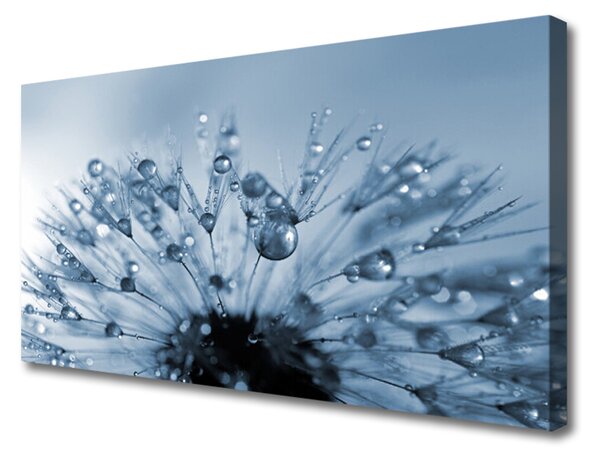 Obraz Canvas Púpava kvet kvapky 120x60 cm