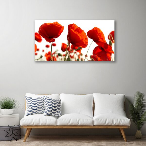 Obraz na plátne Maky rastlina príroda 100x50 cm