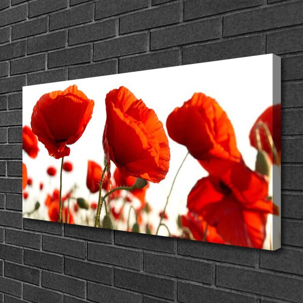 Obraz na plátne Maky rastlina príroda 100x50 cm