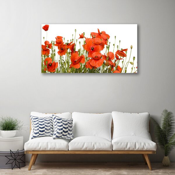 Obraz na plátne Maky rastlina príroda 100x50 cm