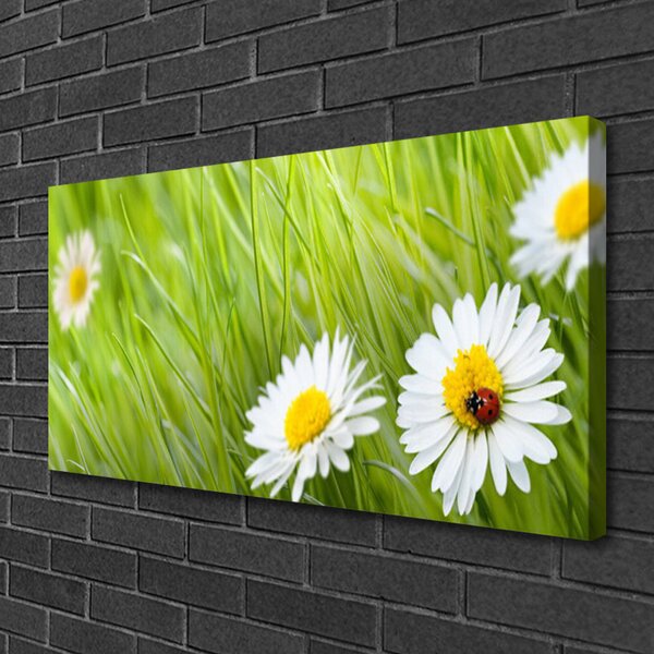 Obraz na plátne Tráva sedmokrásky príroda 100x50 cm