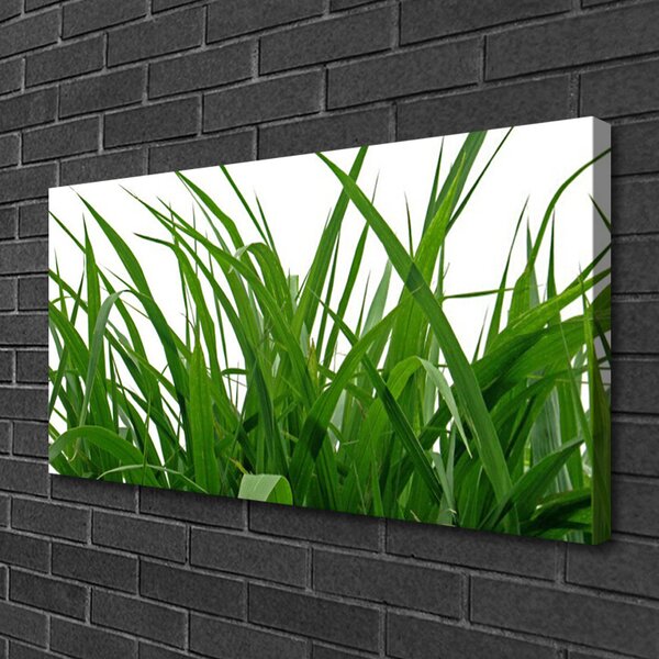 Obraz Canvas Tráva rastlina príroda 100x50 cm