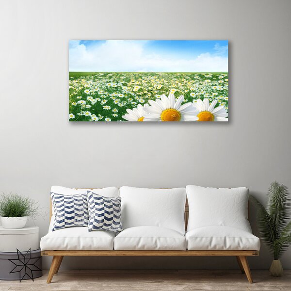 Obraz Canvas Sedmokrásky kvety lúka pole 100x50 cm