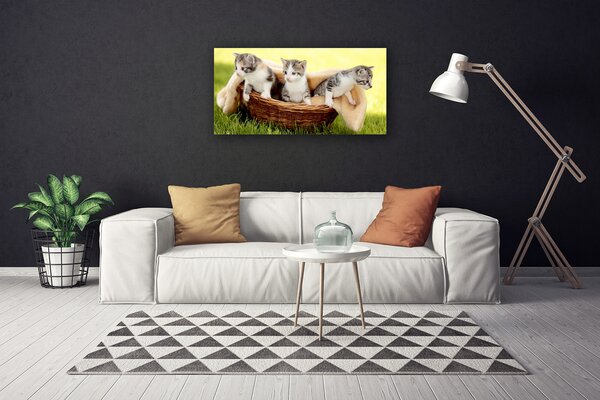 Obraz Canvas Mačky zvieratá 100x50 cm