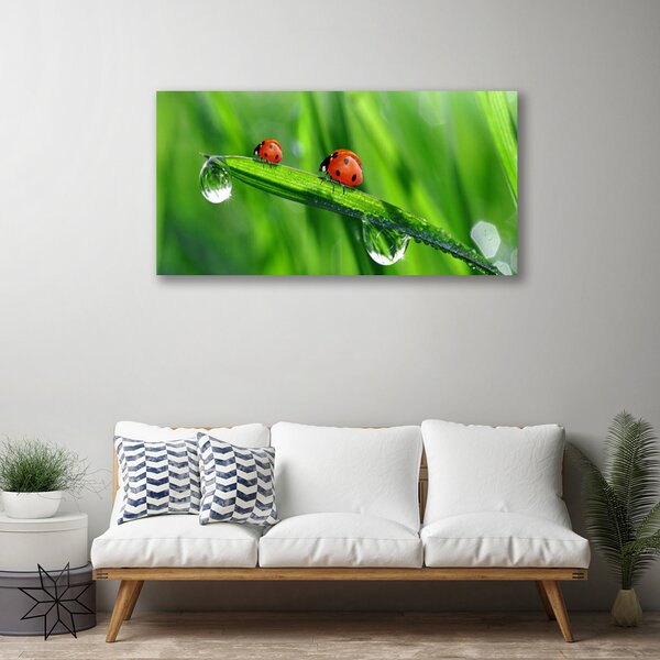 Obraz Canvas Lienka tráva kvapky 100x50 cm