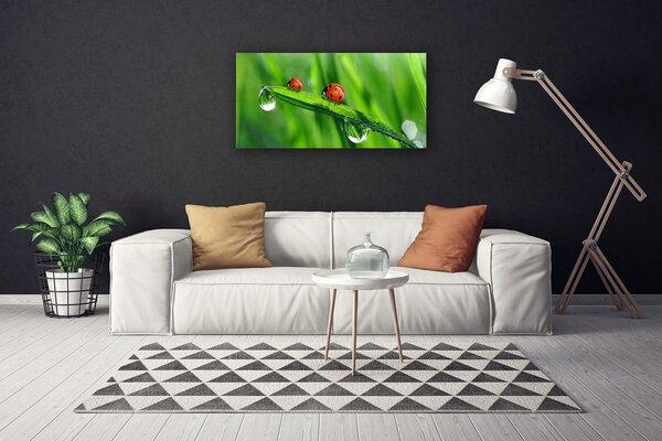 Obraz Canvas Lienka tráva kvapky 100x50 cm