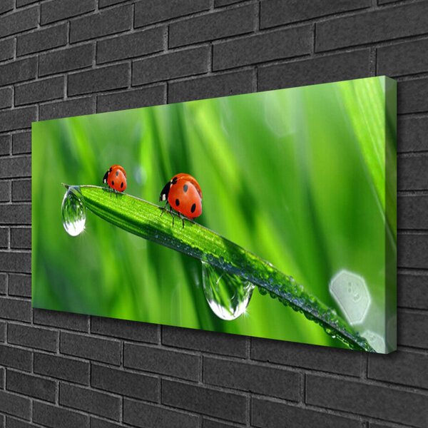 Obraz Canvas Lienka tráva kvapky 100x50 cm