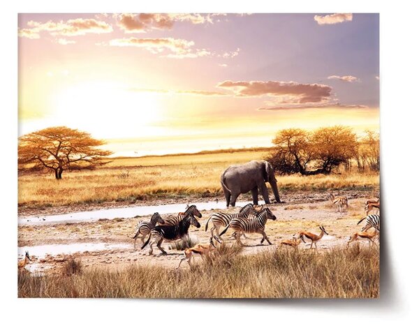 Sablio Plagát Safari - 60x40 cm