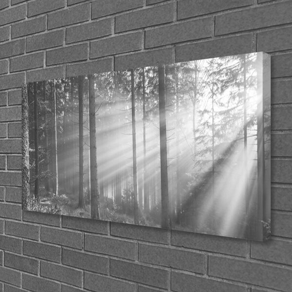 Obraz Canvas Les príroda lúče slnka 100x50 cm