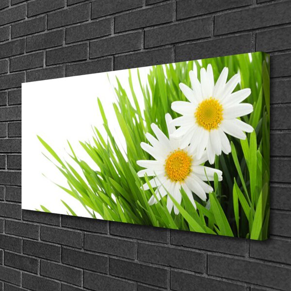 Obraz Canvas Sedmokráska kvet príroda 100x50 cm