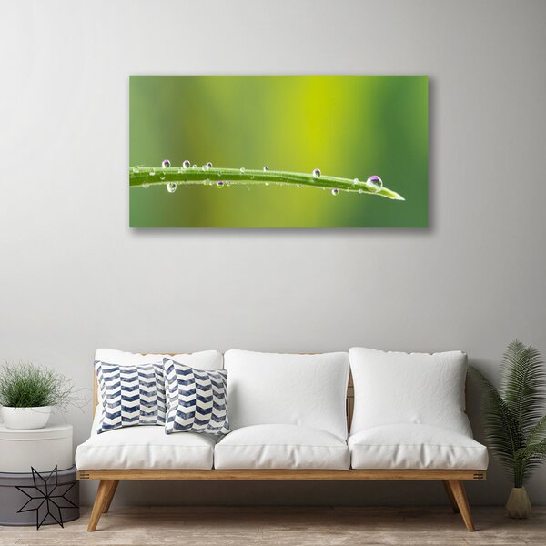 Obraz Canvas Kvapka rosy na tráve 100x50 cm