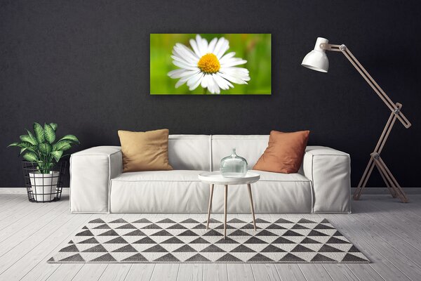Obraz Canvas Sedmokráska rastlina príroda 100x50 cm