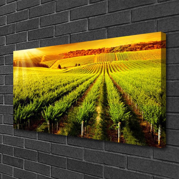 Obraz Canvas Pole príroda 100x50 cm