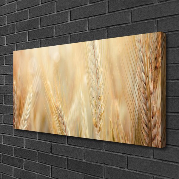 Obraz Canvas Pšenica rastlina príroda 100x50 cm