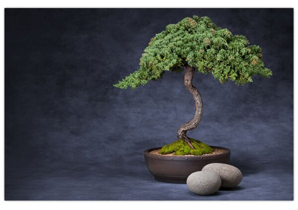 Obraz - Bonsai (90x60 cm)