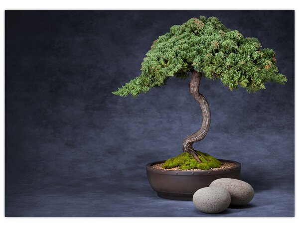 Obraz - Bonsai (70x50 cm)