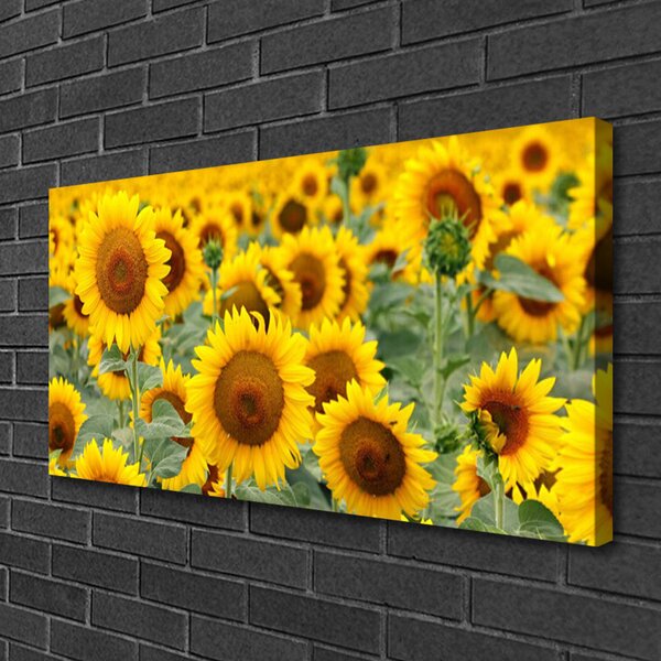 Obraz Canvas Slnečnica rastlina príroda 100x50 cm