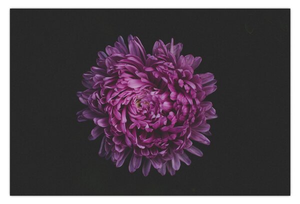 Obraz fialovej kvetiny (90x60 cm)