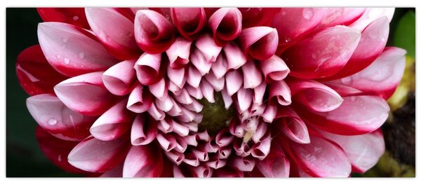 Obraz ružovej Dahlie (120x50 cm)