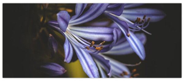 Obraz - Lila (120x50 cm)