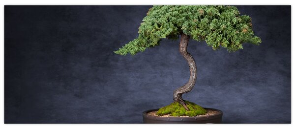Obraz - Bonsai (120x50 cm)