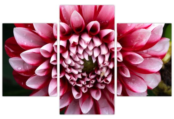 Obraz ružovej Dahlie (90x60 cm)