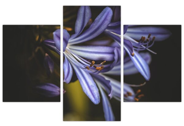 Obraz - Lila (90x60 cm)