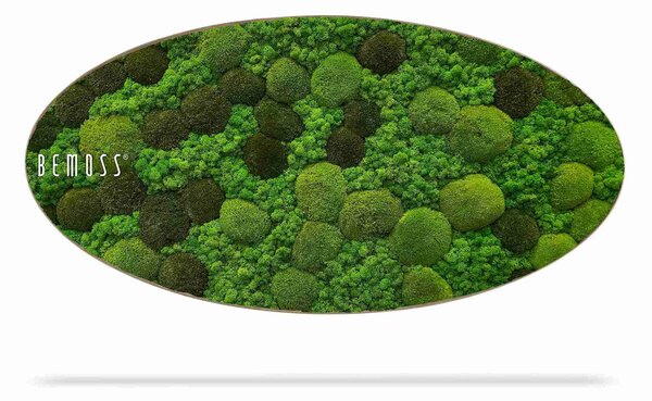 Machový obraz Elipsa BEMOSS® ORTHO MONETO - 50 x 100 cm