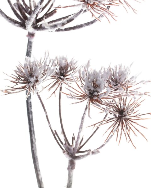 Vetvička Thistle white 100cm