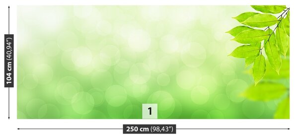 Fototapeta Vliesová Zelená vetva 250x104 cm