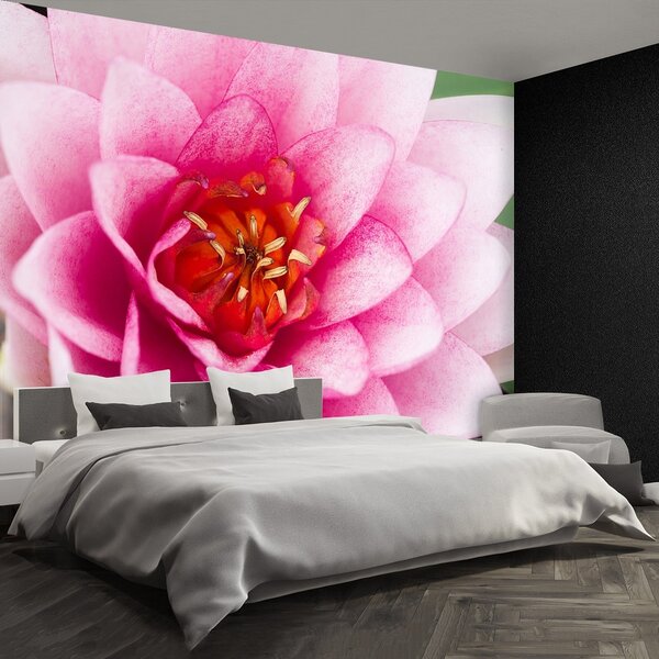 Fototapeta Vliesová Lotosový kvet 250x104 cm
