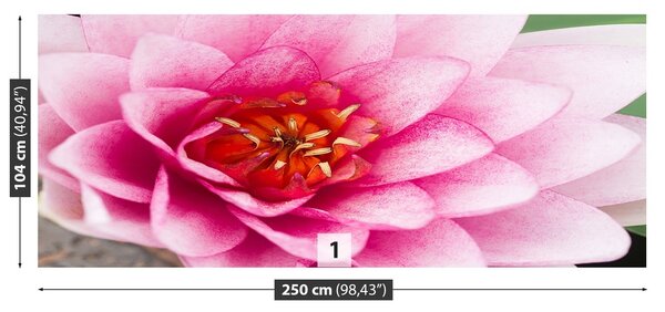 Fototapeta Vliesová Lotosový kvet 250x104 cm