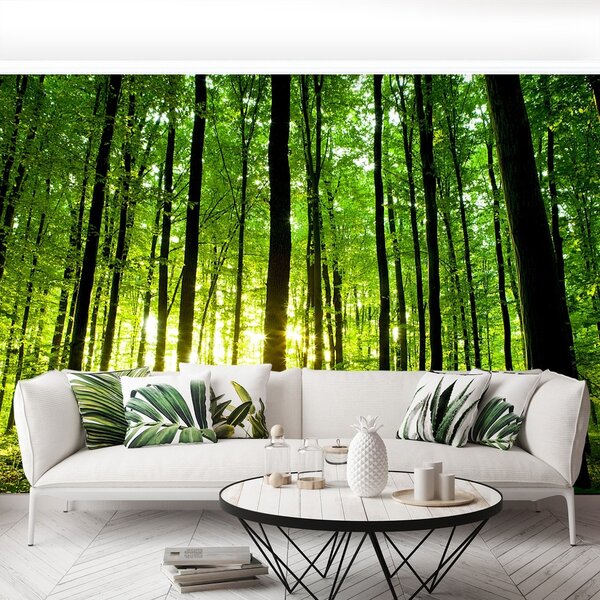 Fototapeta Vliesová Zelený les 250x104 cm